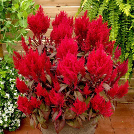 Celosia Plants Dragons Breath