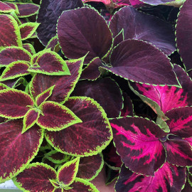 Coleus Plants Velvet Luxe