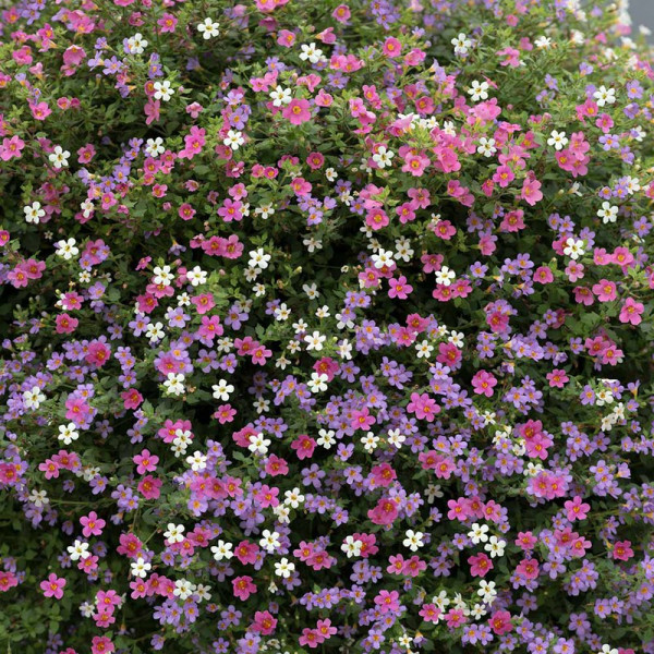 Buy Bacopa Plants Topia Mixed Online - Green plants & flowering plants