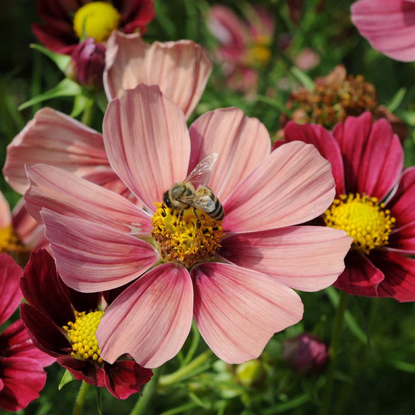 Buy Cosmos Plants Antiquity Online - Green plants & flowering plants