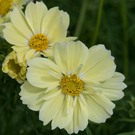 Cosmos Plants Xanthos Lemon Sherbet