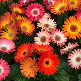 Gerbera Plants Revolution Bicolour Mixed
