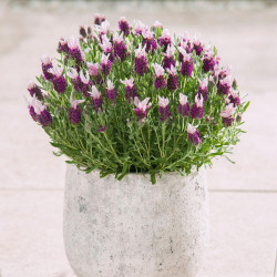 Lavender Plants Bandera Pink