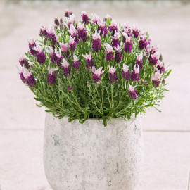 Lavender Plants Bandera Pink