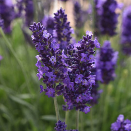 Lavender Plants Blue Spear