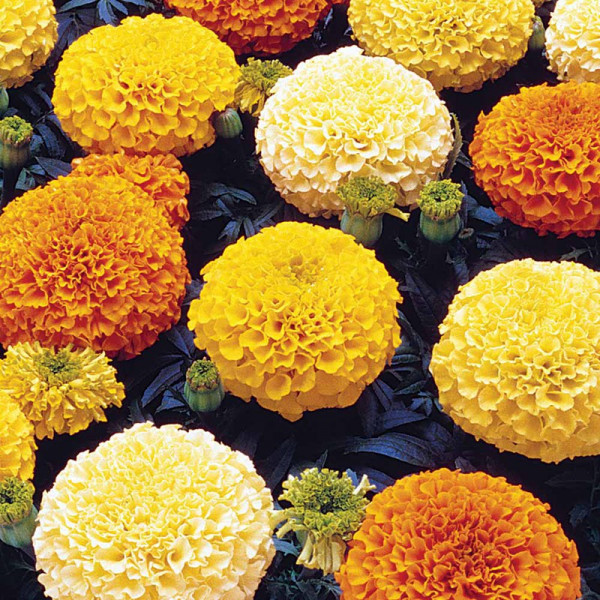 Buy Marigold Plants Marvel Mixed Online - Green plants & flowering plants