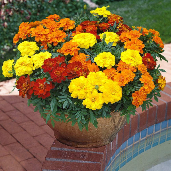 Buy Marigold Plants Durango Mixed Online - Green plants & flowering plants
