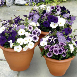 Petunia Plants Frenzy Grand Rapids