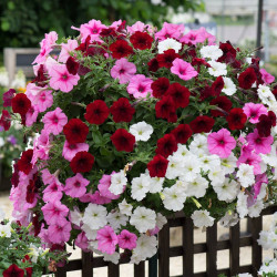 Petunia Plants Sweetheart Mixed