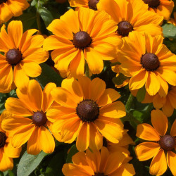 Rudbeckia Plants Toto Gold