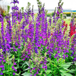Lobelia Spec. Plant Starship Blue