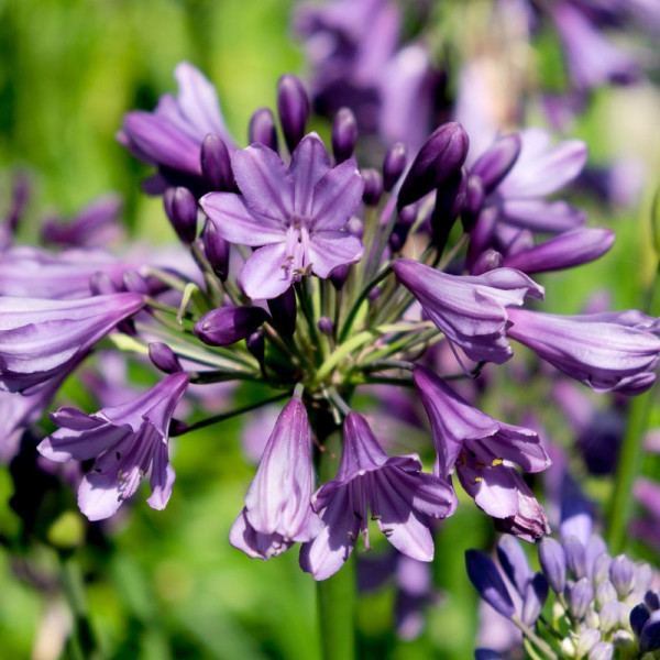 Buy Agapanthus Poppin Purple Online - Green plants & flowering plants