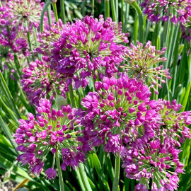 Allium Plant Lavender Bubbles