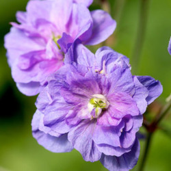 Geranium Plants Azure Skies