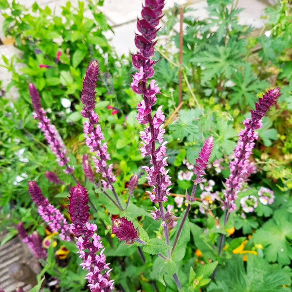 Buy Salvia Caradonna Plant Inspiration Pink Online - Green plants & flowering plants