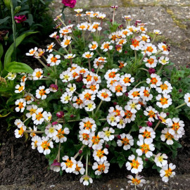 Zaluzianskya Plant Orange Eye