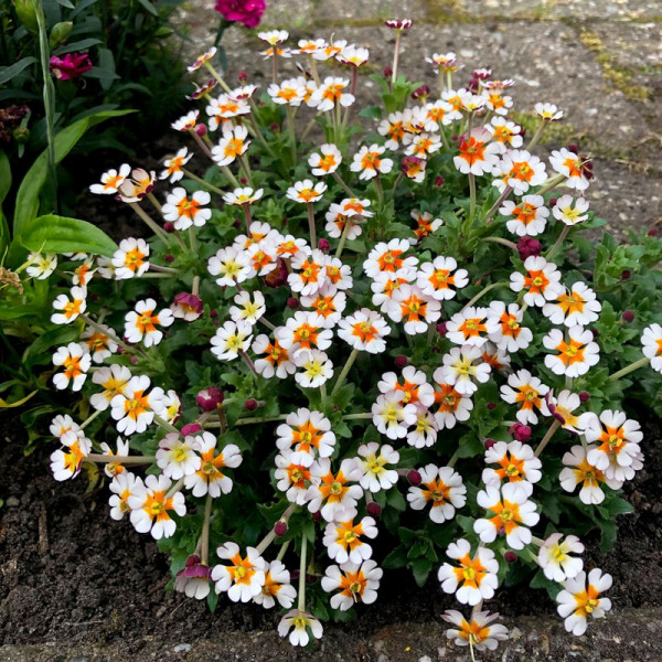 Buy Zaluzianskya Plant Orange Eye Online - Green plants & flowering plants