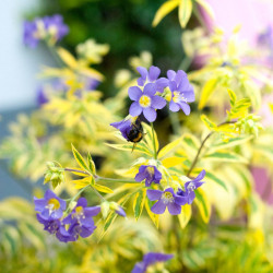 Polemonium Golden Feathers Plants
