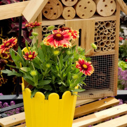 Gaillardia Spintop Orange Halo Plant