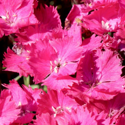 Dianthus Plant Vivid Bright Light
