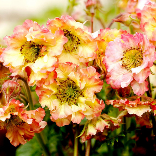 Buy Geum Pretticoats Peach Plants Online - Green plants & flowering plants