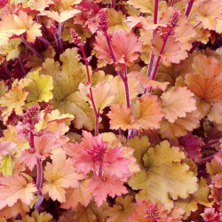 Heuchera Plants Marmalade