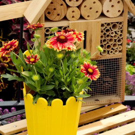 Gaillardia Spintop Orange Halo