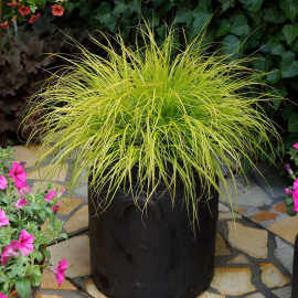 Pennisetum Plant Lumen Gold