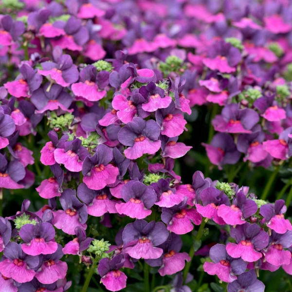 Buy Nemesia Lady Lisa Online - Green plants & flowering plants