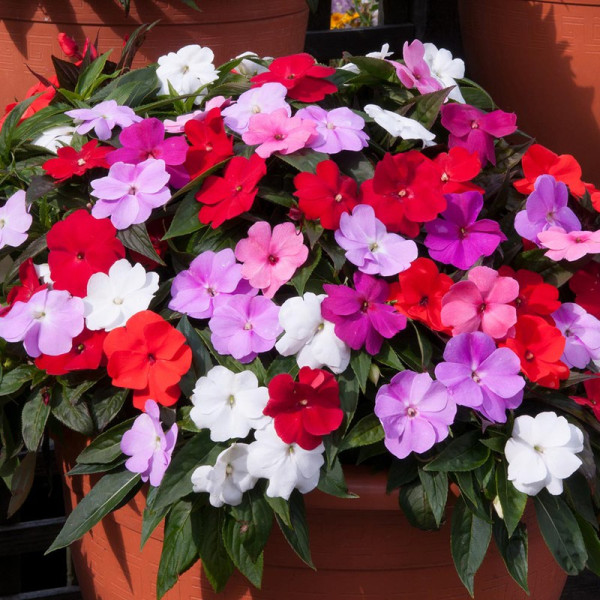 Buy Impatiens Plant Divine Mix Online - Green plants & flowering plants Buy Impatiens Plant Divine Mix Online - Green plants & flowering plants