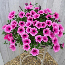 Petunia Surfinia Large Flowered Plants Pink Vein