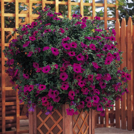 Petunia Plants Surfinia Purple