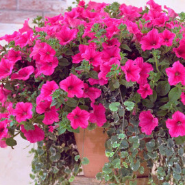 Petunia Surfinia Large Flowered Plants Hot Pink