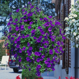 Petunia Plants Surfinia Blue