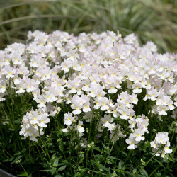 Nemesia Wisley Vanilla