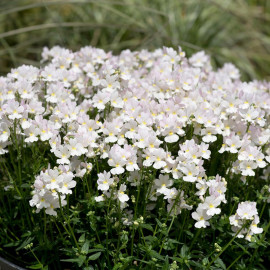 Nemesia Wisley Vanilla