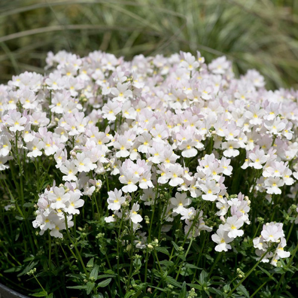 Buy Nemesia Wisley Vanilla Online - Green plants & flowering plants