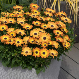Osteospermum Plant Sunshine Beauty