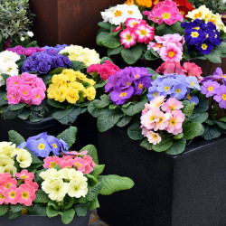 Primula Plants Lucky Dip