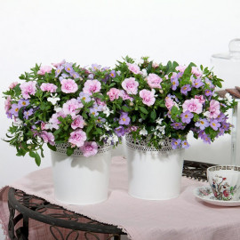 Trixi Plant Romance 20