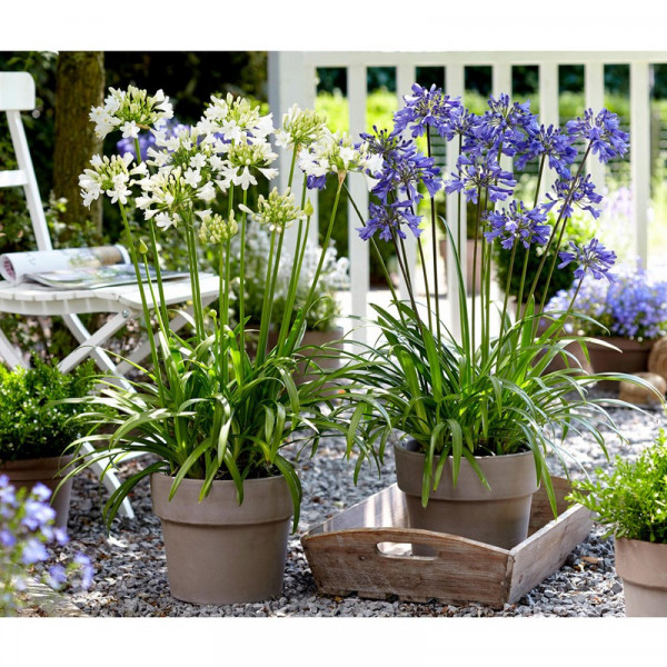 Buy Agapanthus Plants Blue and White Collection Online - Garden Plants & Bushes
