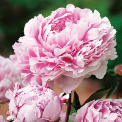 Peony Plant Sarah Bernhardt