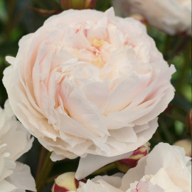 Peony Plant Shirly Temple