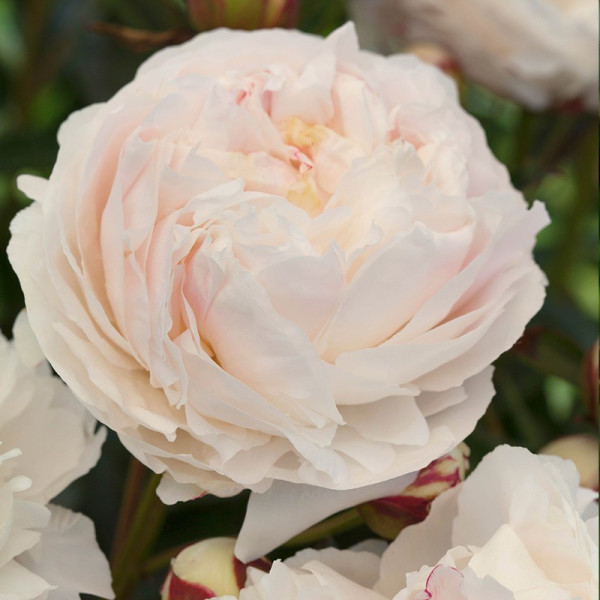 Buy Peony Plant Shirly Temple Online - Garden Plants & Bushes Buy Peony Plant Shirly Temple Online - Garden Plants & Bushes