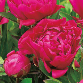 Peony Plant Karl Rosenfield