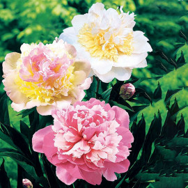 Peony Plant Sorbet