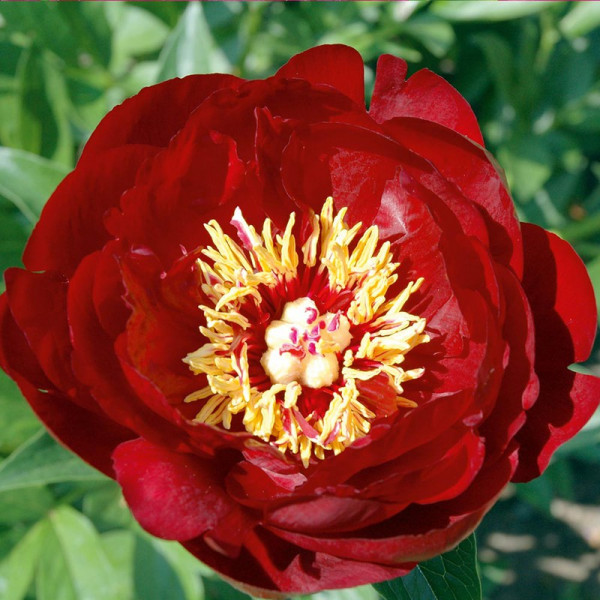 Buy Peony Plant Buckeye Belle Online - Garden Plants & Bushes Buy Peony Plant Buckeye Belle Online - Garden Plants & Bushes