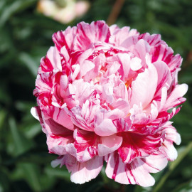 Peony Plant Candy Stripe