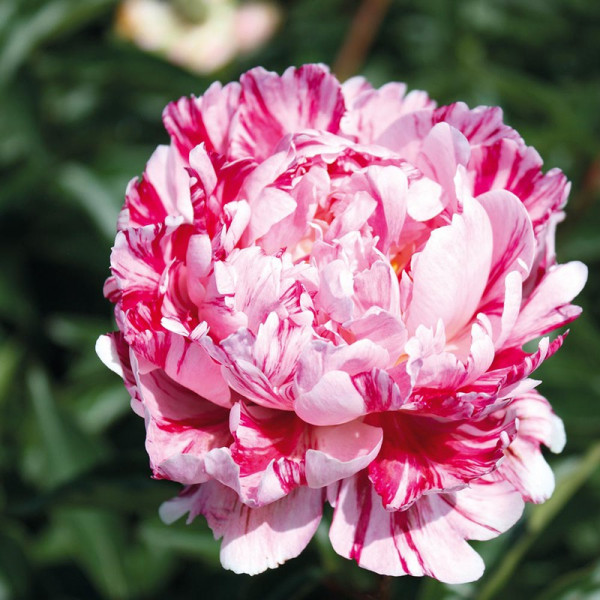 Buy Peony Plant Candy Stripe Online - Garden Plants & Bushes Buy Peony Plant Candy Stripe Online - Garden Plants & Bushes