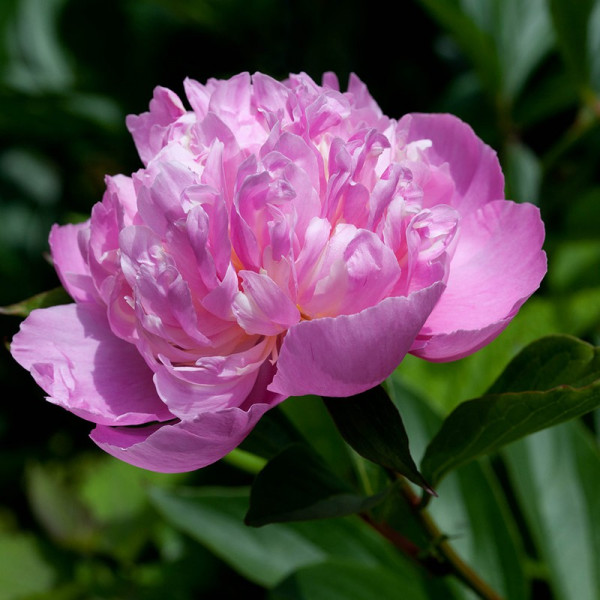 Buy Peony Plant Edens Perfume Online - Garden Plants & Bushes